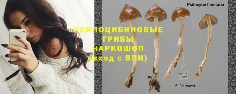 Галлюциногенные грибы Psilocybe  закладки  Переславль-Залесский 